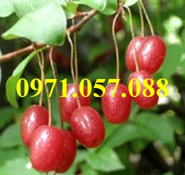 CÂY GIỐNG NHÓT NGỌT